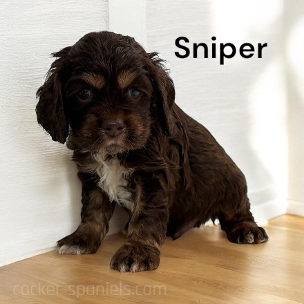 puppy, for, sale, Cocker Spaniel, Joe & Cherri  Overlease, dog, breeder, Miller, MO, dog-breeder, puppy-for-sale, forsale, nearby, find, puppyfind, locator, puppylocator, aca
